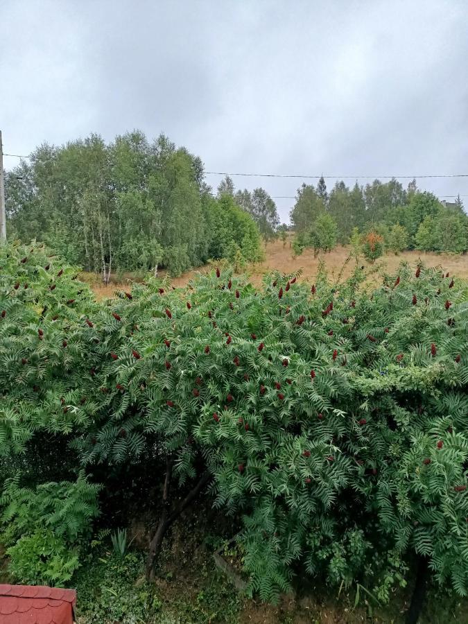 Apartmán U Zbyszka Kamienna Gora Exteriér fotografie
